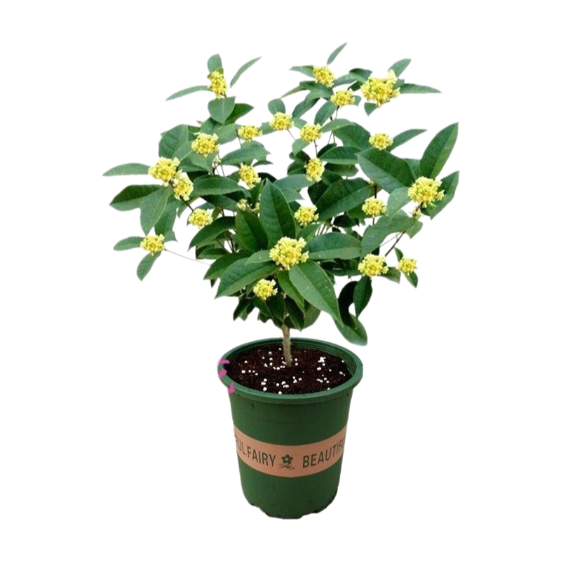 Four-season Sweet Osmanthus