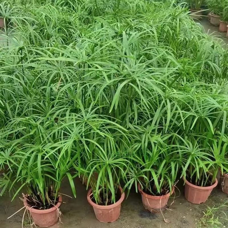 Cyperus Involucratus Rottboll