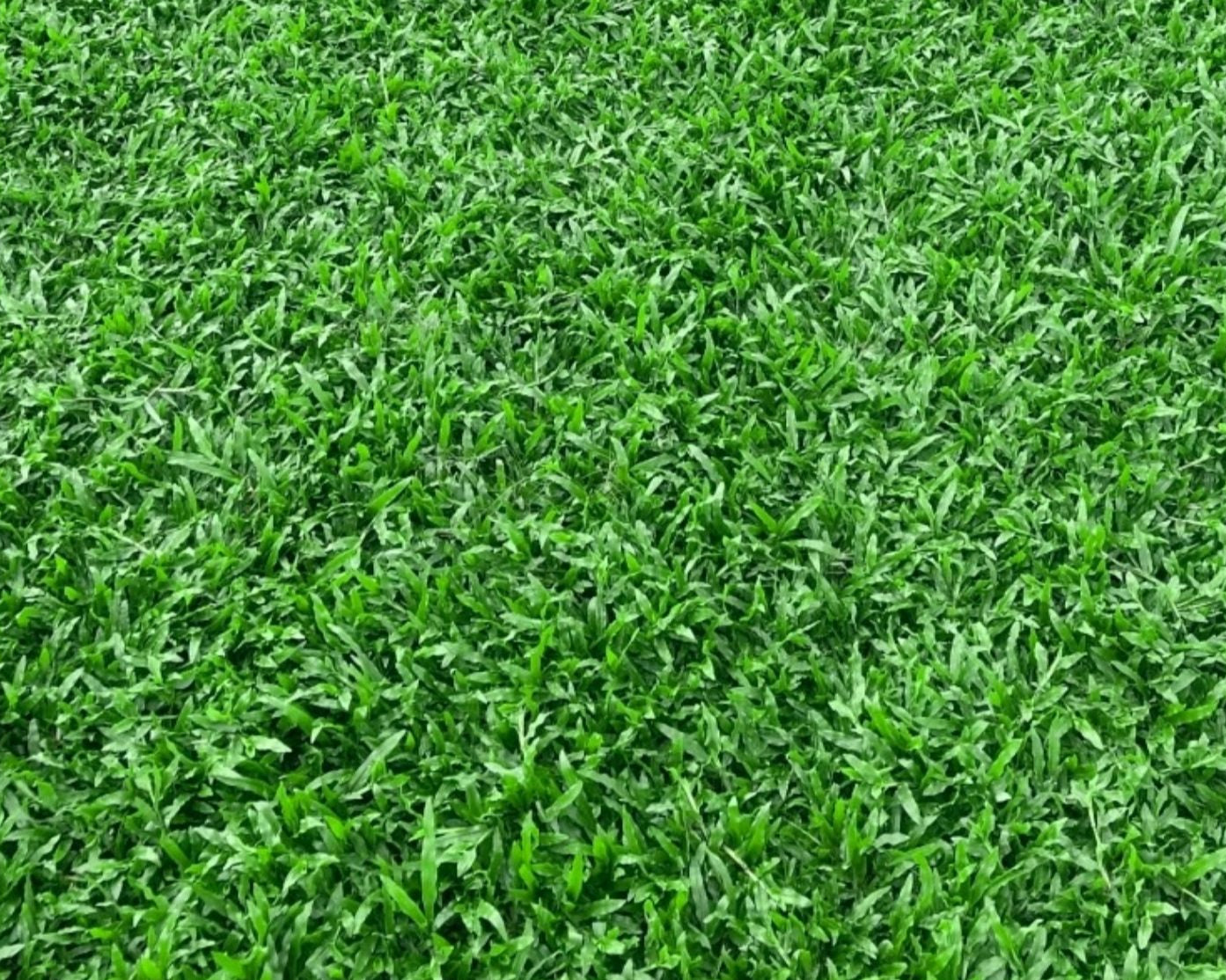 Buffalo Grass Seeds for Lush, Durable Lawns – Garden Plus