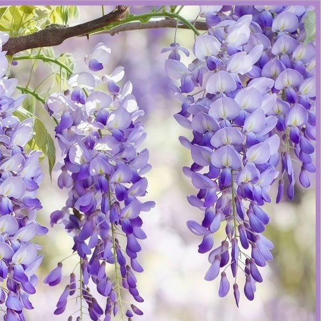 Chinese Wisteria Climbing Plant for Elegant Gardens