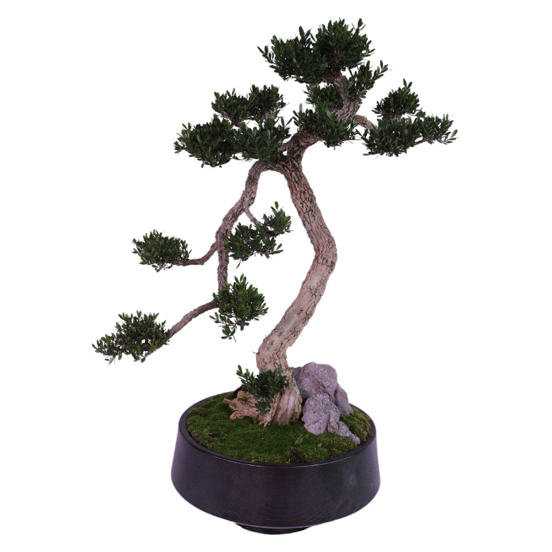 Buxus (Boxwood) Tree – Ancient Bonsai (Potted Plant)