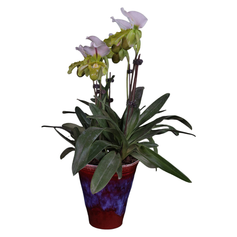 Buy Paphiopedilum Orchid Online – Gentle Charm Potted Plant