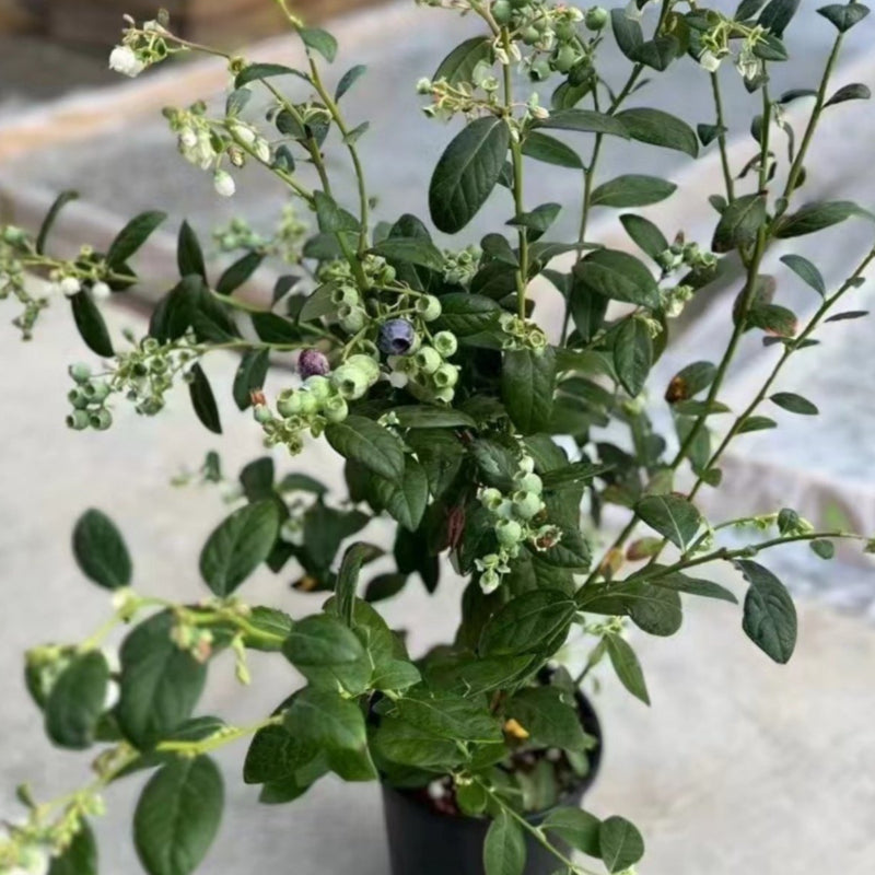 Blueberry Plant (Vaccinium spp.)