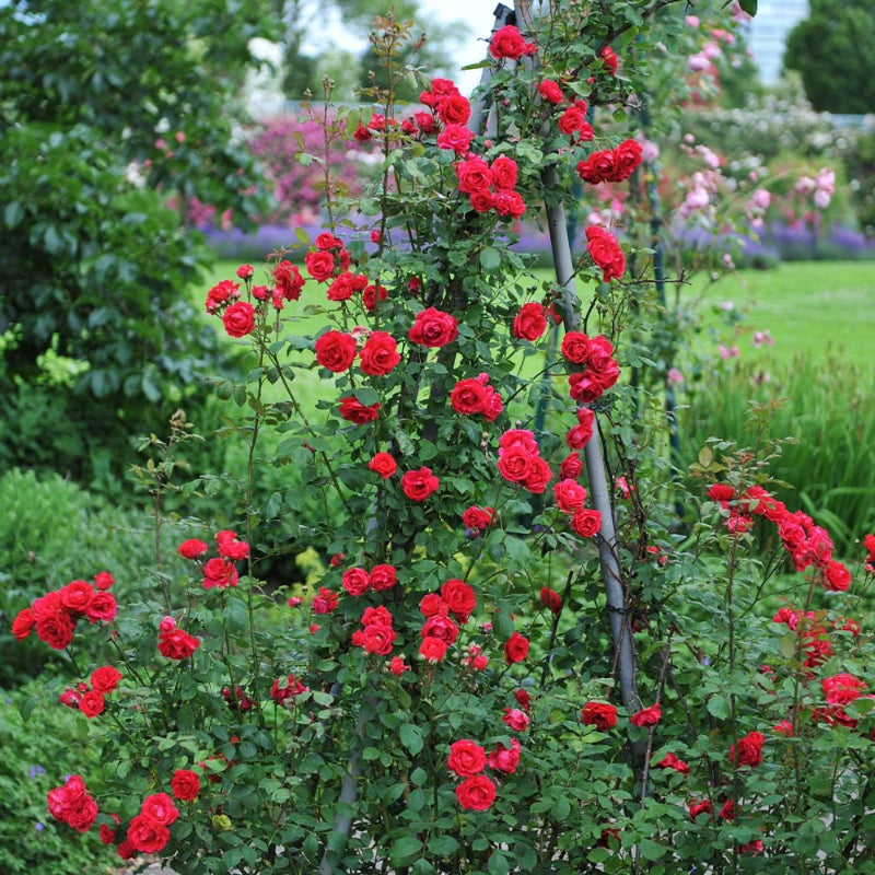 Climbing Roses - Red
