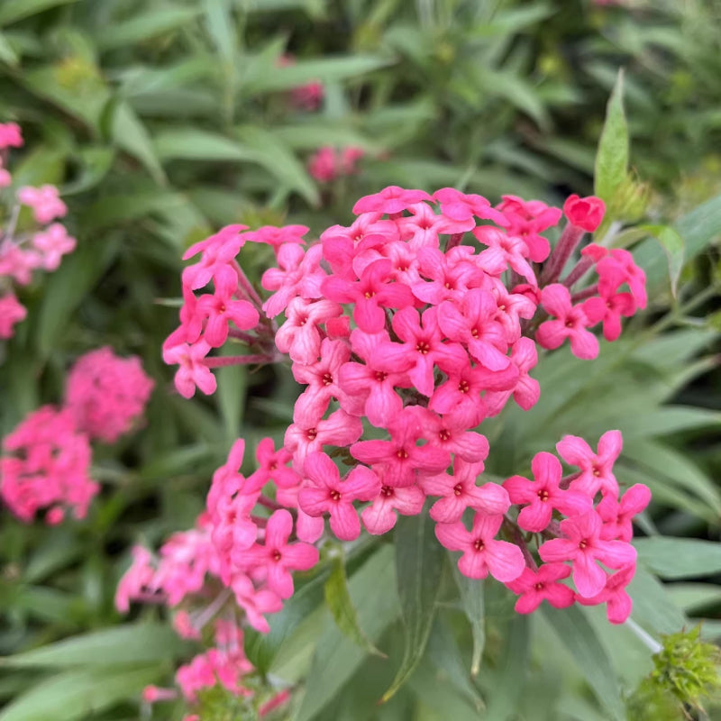 Arachnothryx Leucophylla