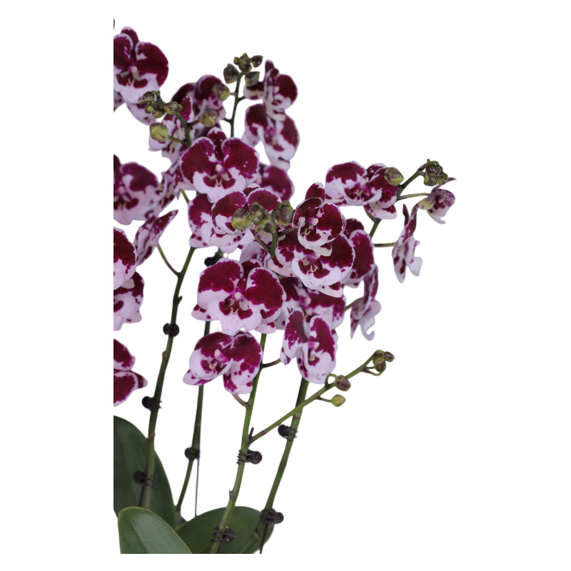 Potted Phalaenopsis Orchid - Cherry Dream · Night Whisper