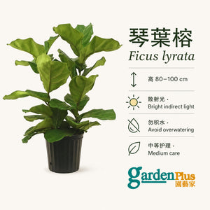 Ficus lyrata — care