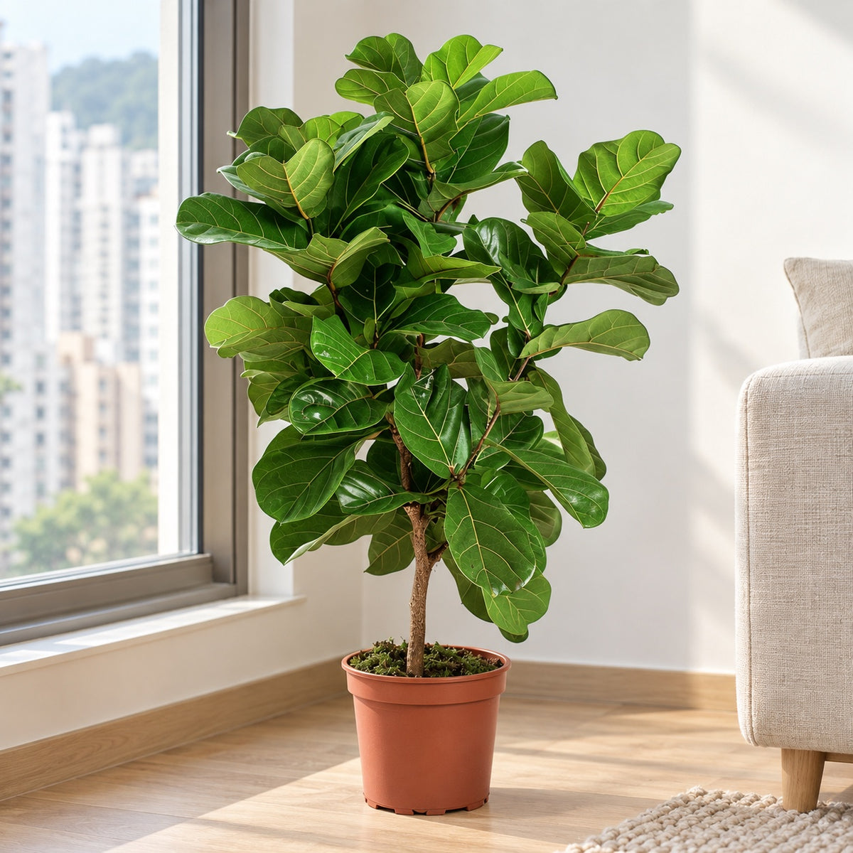 Fiddle-Leaf Fig Bush in a nursery pot beside a living-room window / 琴葉榕窗邊擺放參考