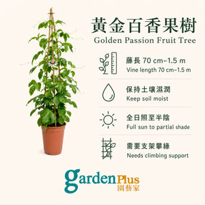 Golden Passion Fruit Tree — care