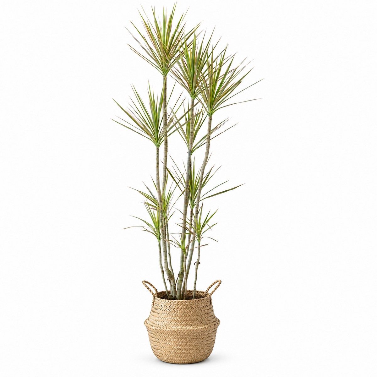 Indoor Multi-Head Dracaena Marginata with bamboo basket — styled visualisation; refer to selected size