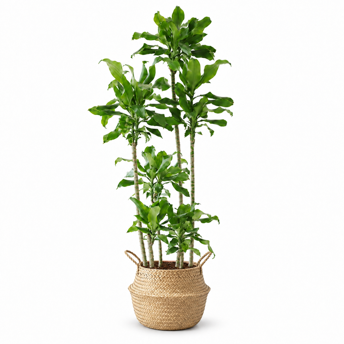 Indoor Threaded Iron Green Plant with bamboo basket — styled visualisation; refer to selected size