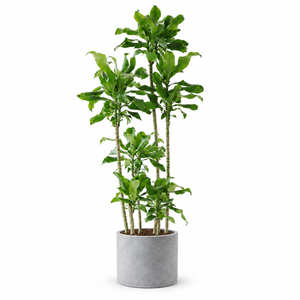 Indoor Threaded Iron Green Plant with cylinder cement — styled visualisation; refer to selected size