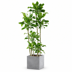 Indoor Threaded Iron Green Plant with square cement — styled visualisation; refer to selected size