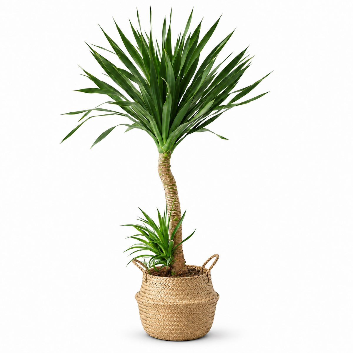 Indoor Dutch Iron Dracaena with bamboo basket — styled visualisation; refer to selected size