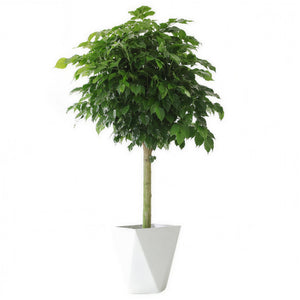 Happiness Tree — main