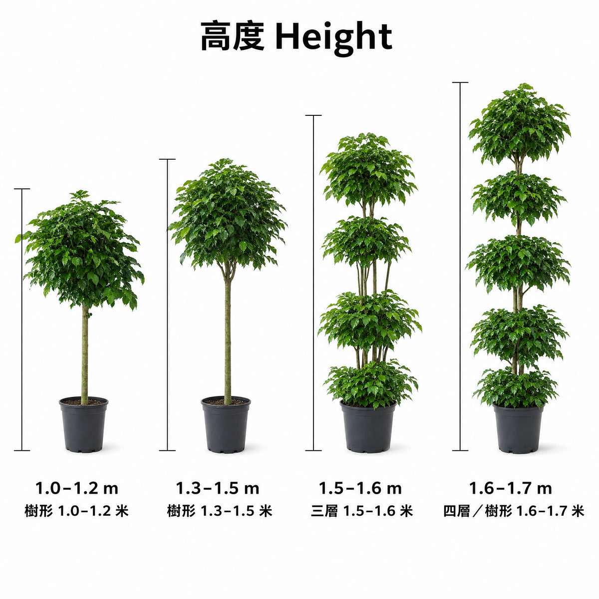 Happiness Tree — size