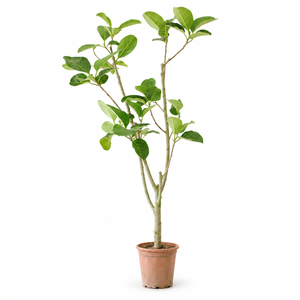 Indoor Ficus Altissima Plant with plastic pot — styled visualisation; height follows selected option