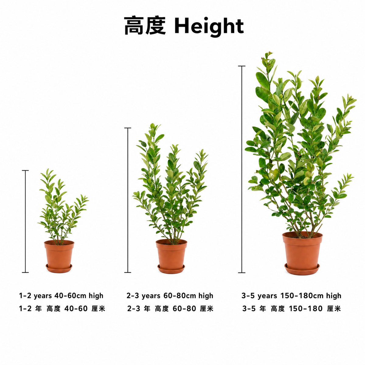 Lemon Tree — size