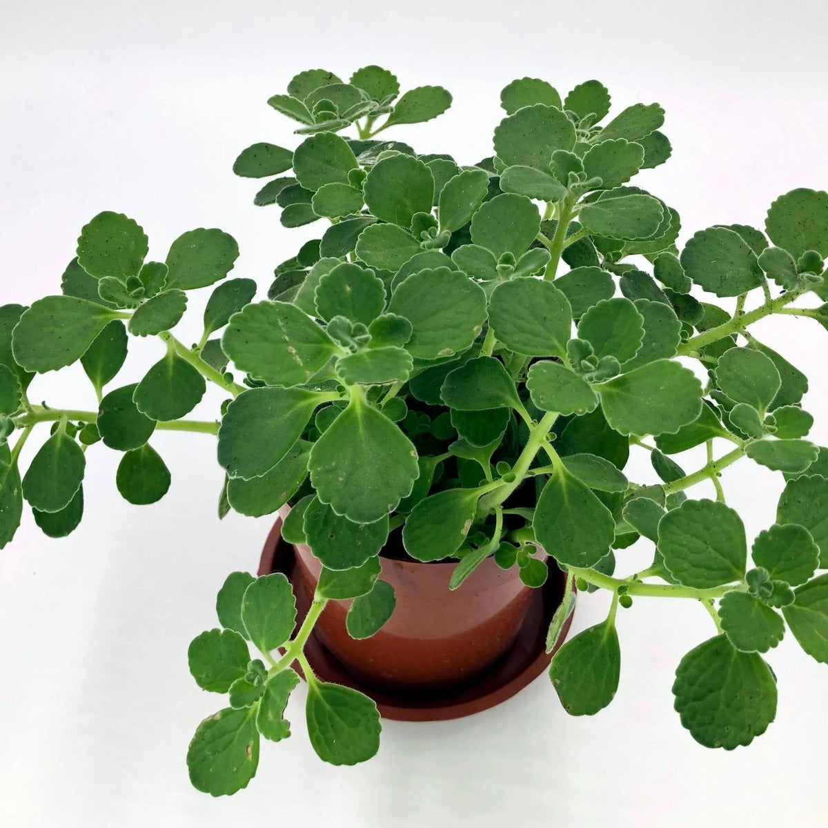 Mediterranean Herb Set