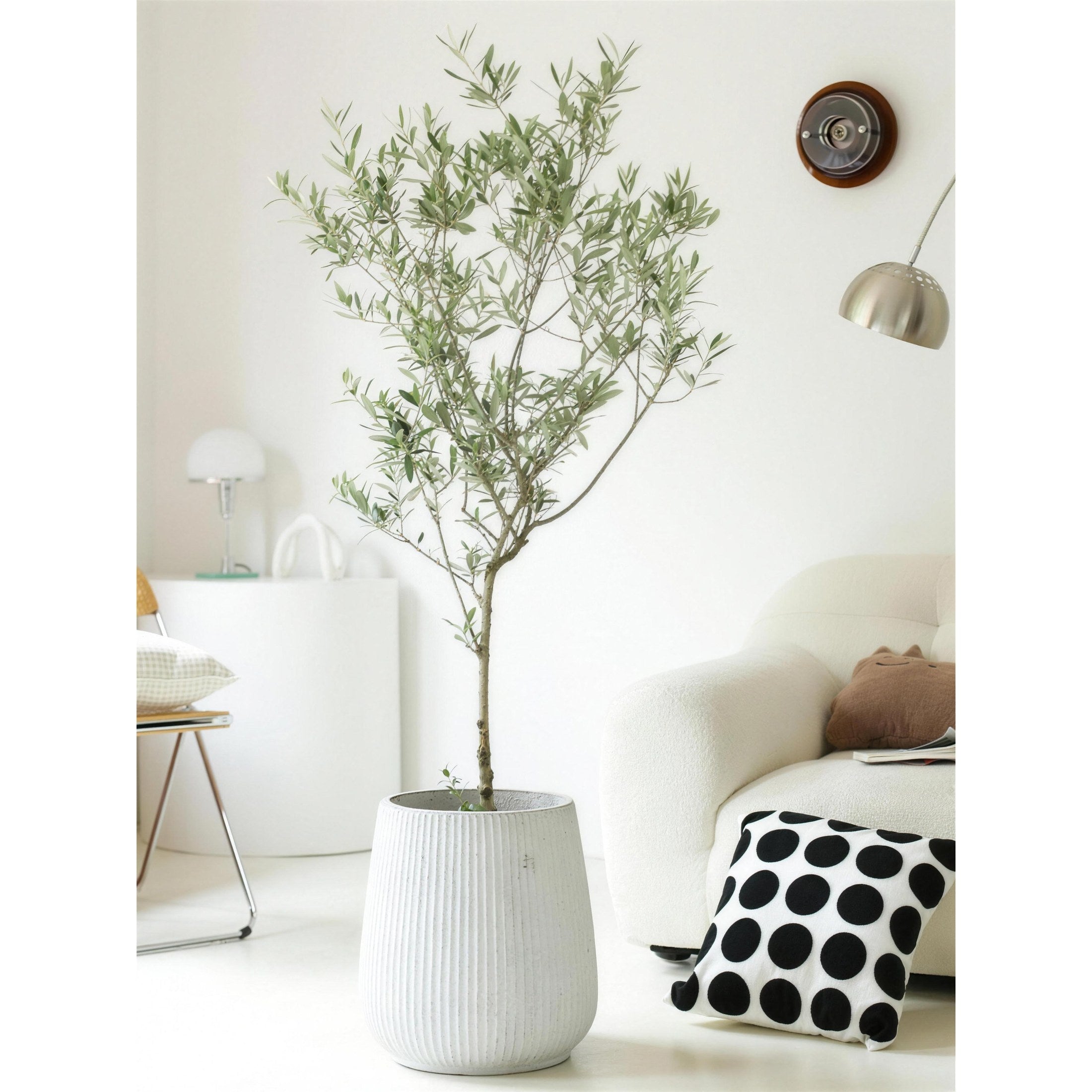 Olive Tree — lifestyle