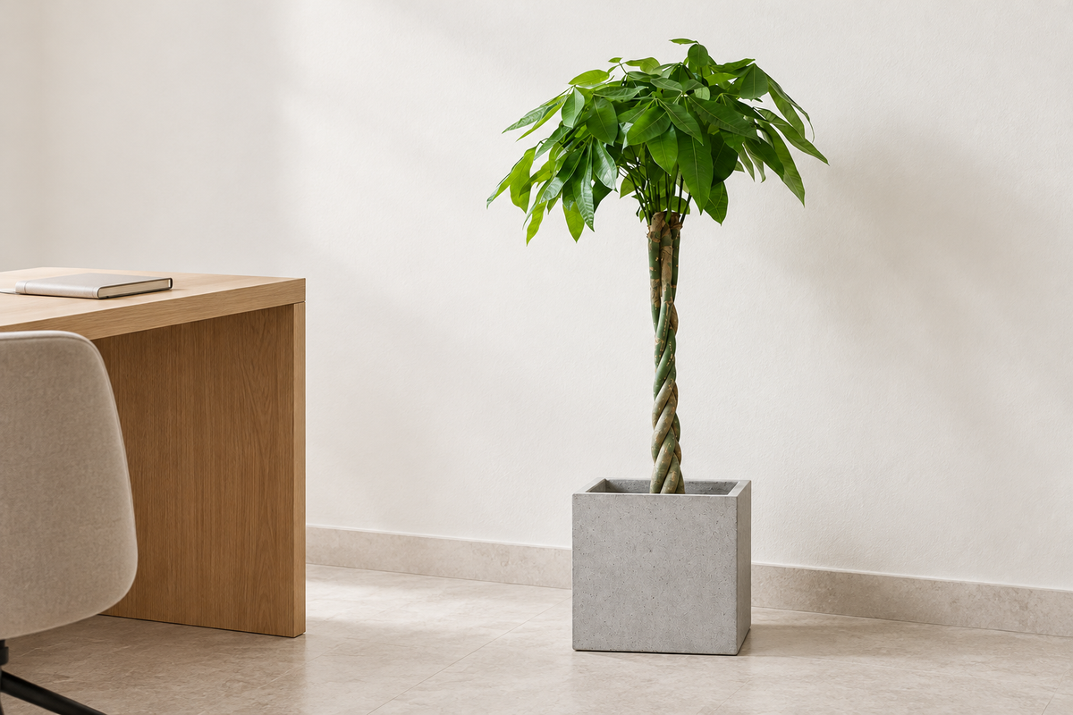 Twisted-Stem Money Tree