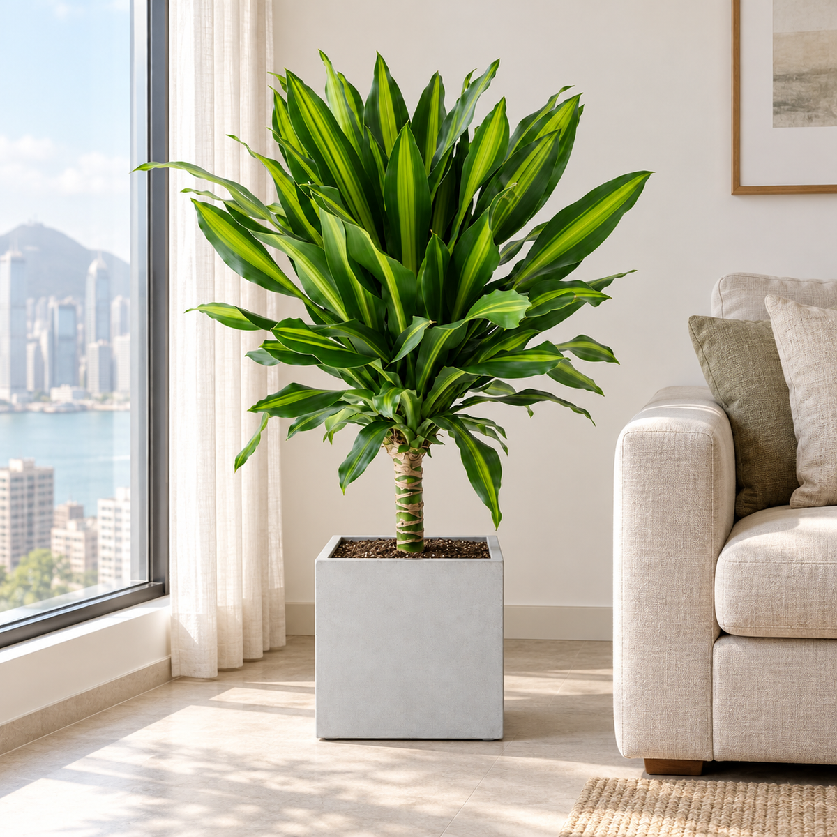 Dracaena fragrans ‘Massangeana’ in a simply furnished room