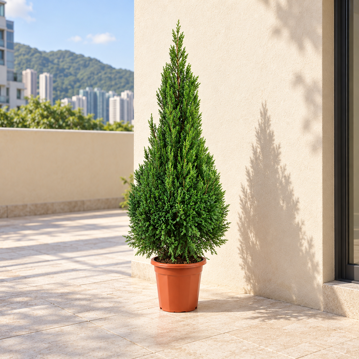 Pencil Pine