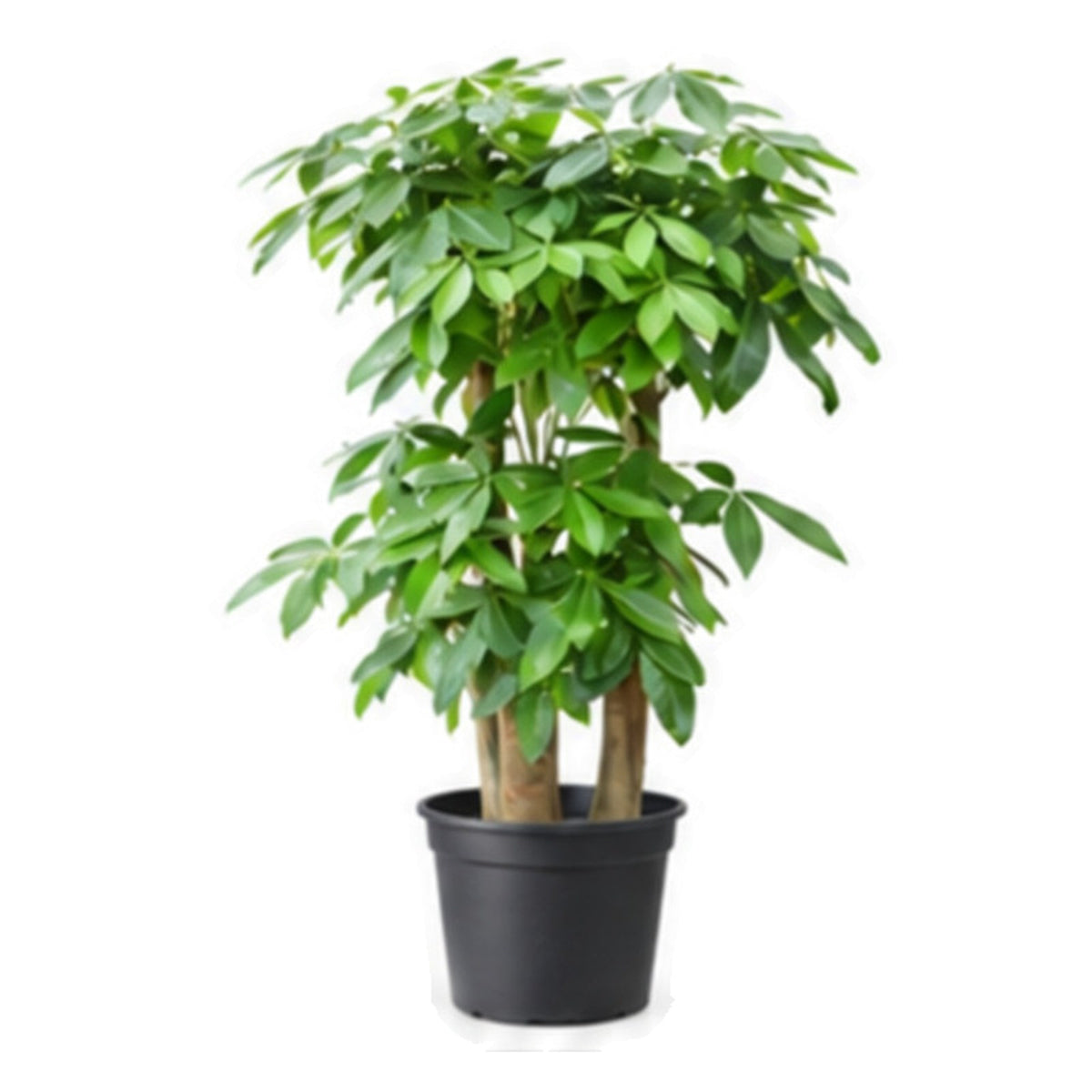 Indoor money tree in a plastic pot