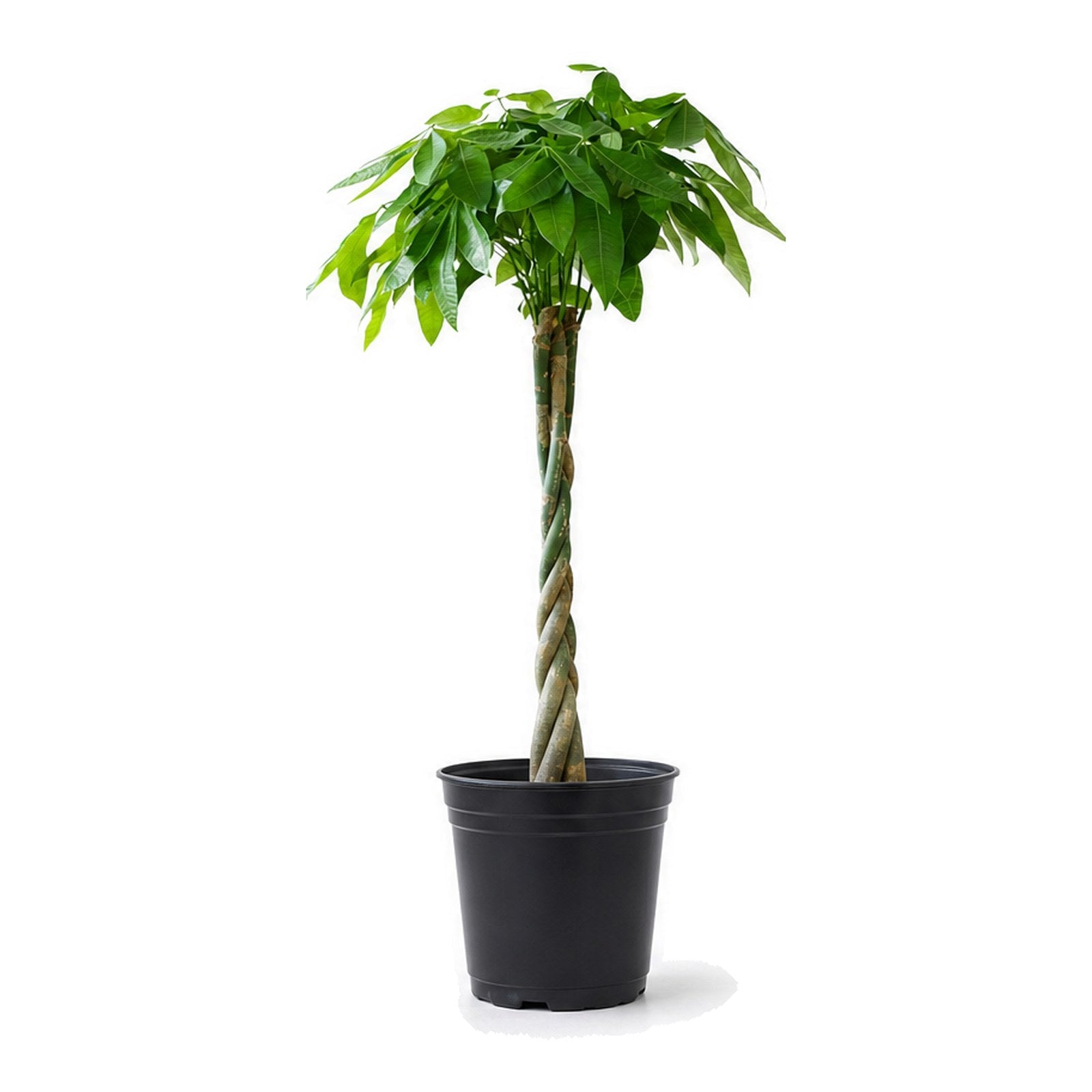 Twisted-stem money tree in a plastic pot planter