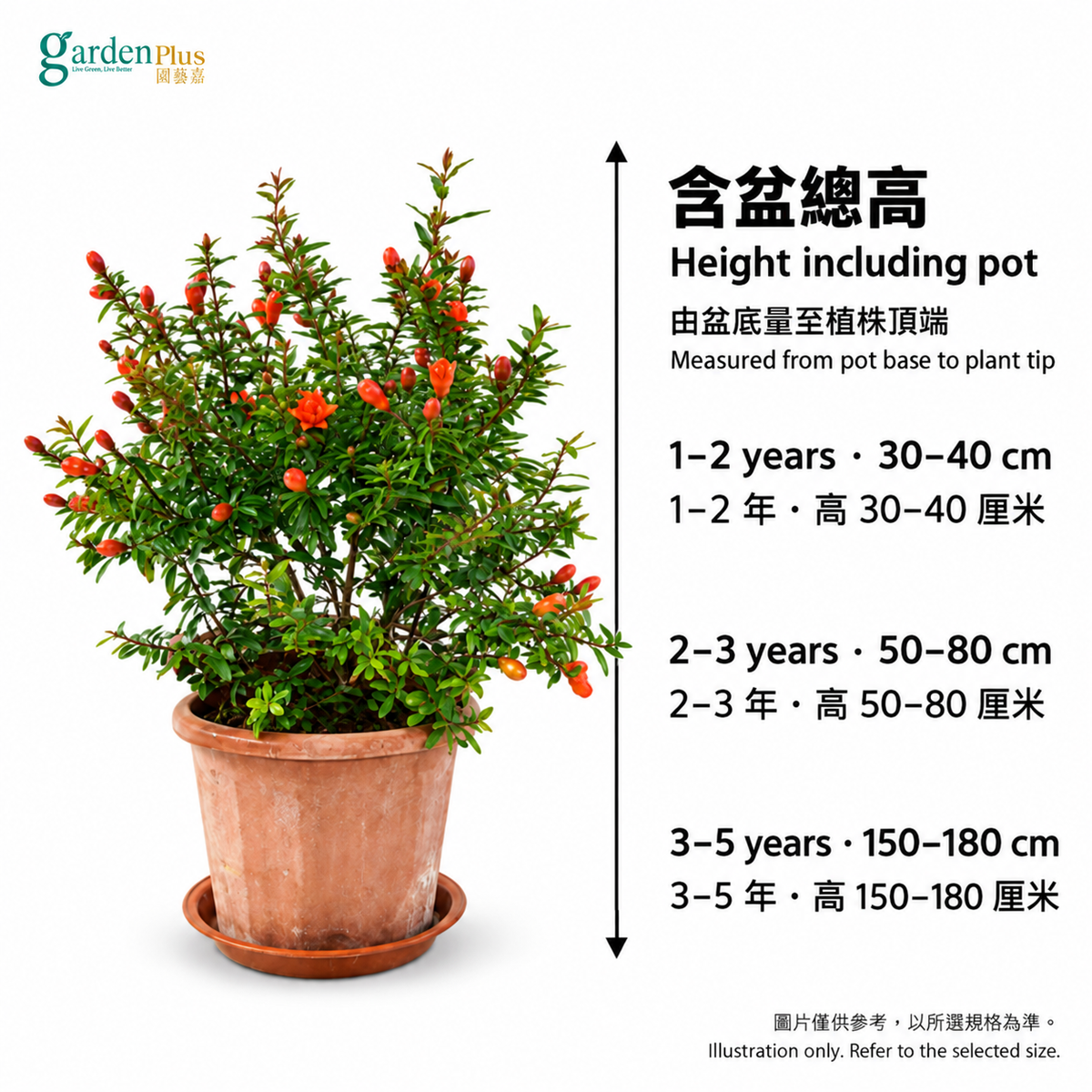 石榴樹含盆總高,由盆底量至植株頂端;Pomegranate height including pot: 30–40, 50–80 or 150–180 cm.