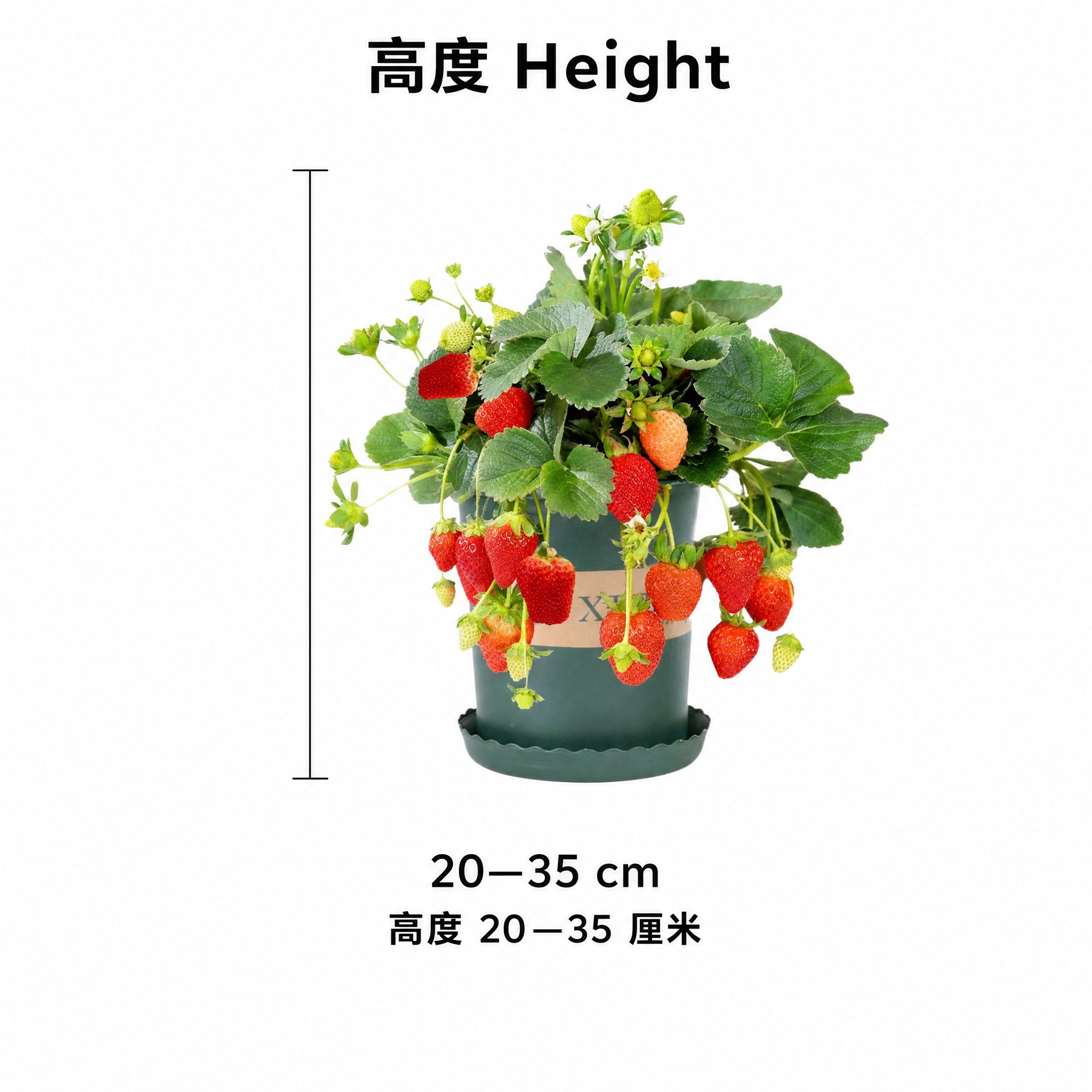 Potted Strawberry — size