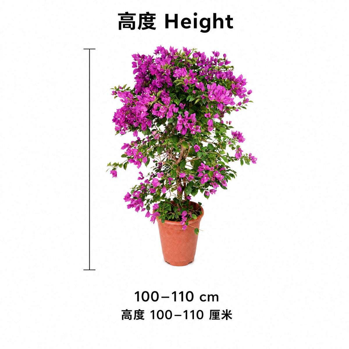 Purple Bougainvillea — size