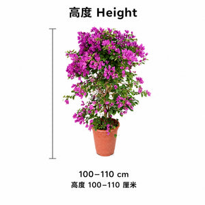 Purple Bougainvillea — size