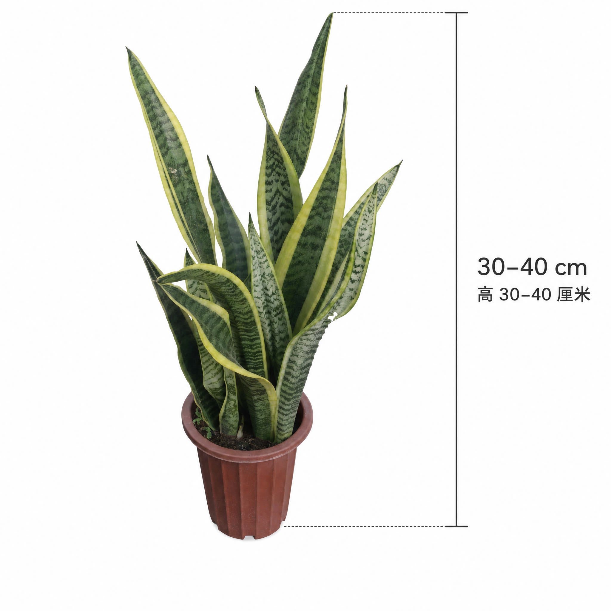 Snake Plant — size