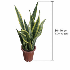 Snake Plant — size