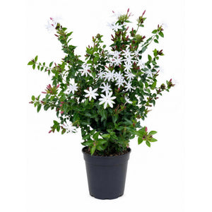 Star Jasmine — main