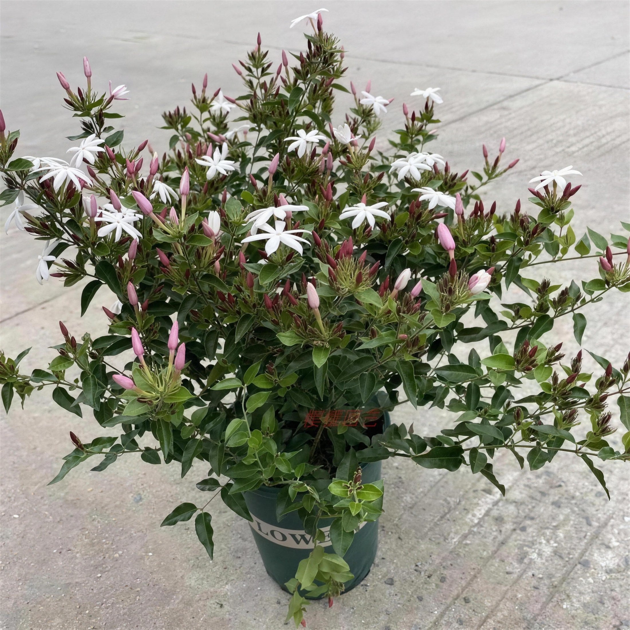 Star Jasmine — lifestyle