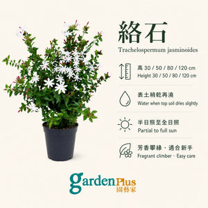 Star Jasmine — care