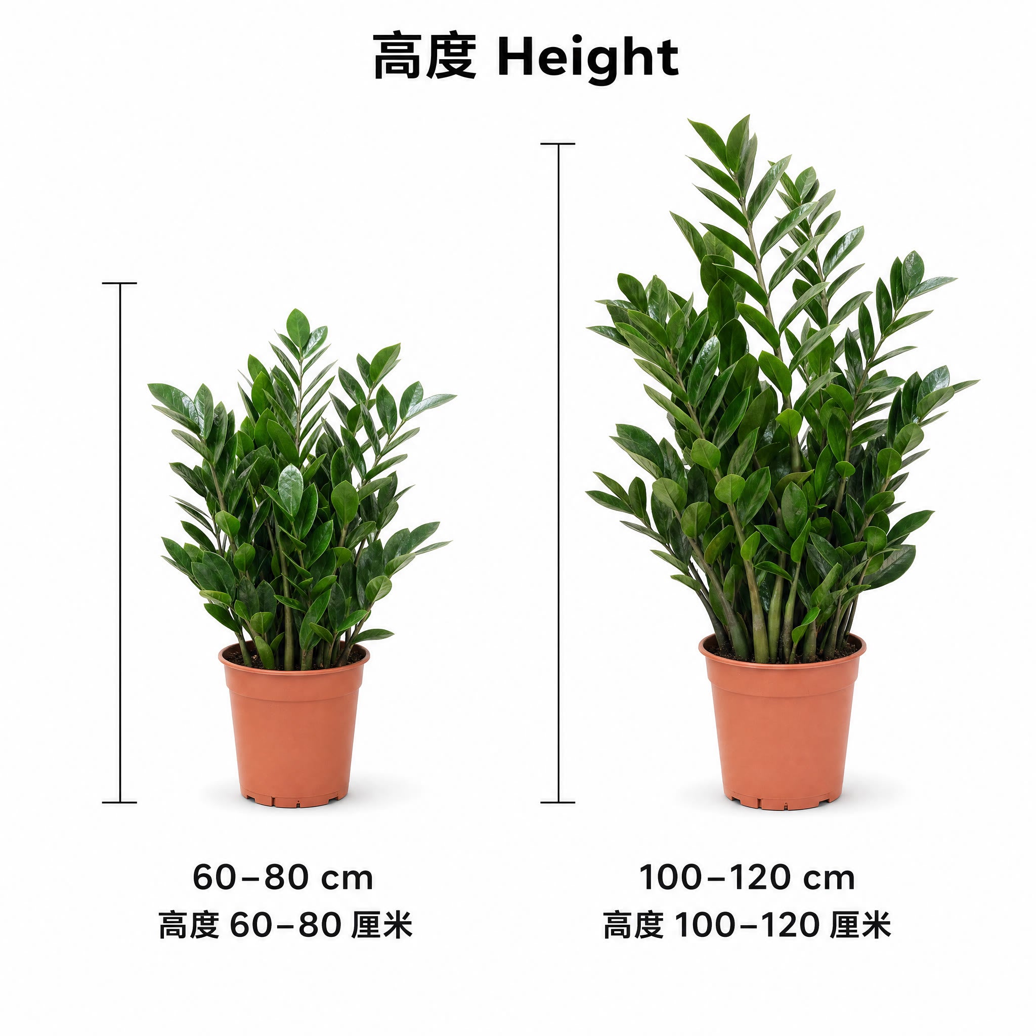 ZZ Plant — size