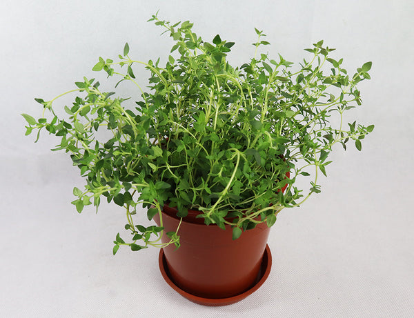 Thyme