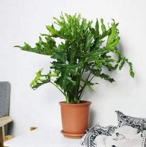 Philodendron bipinnatifidum Garden Plus