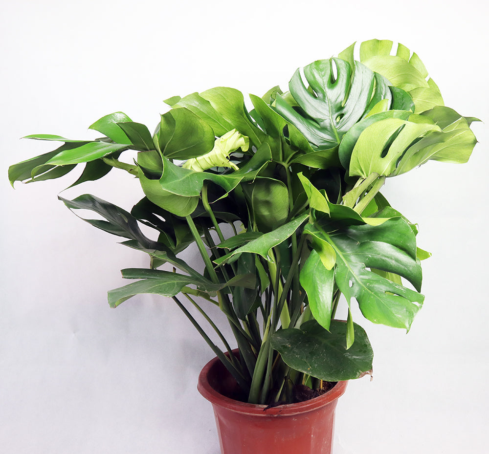 Monstera Deliciosa Garden Plus