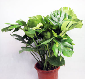Monstera Deliciosa Garden Plus