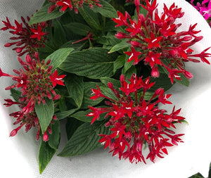 Pentas Garden Plus