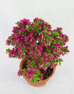 Small Purple Flower Bougainvillea Garden Plus