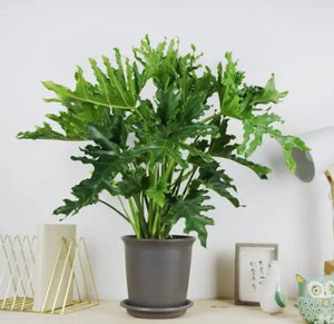 Philodendron bipinnatifidum Garden Plus