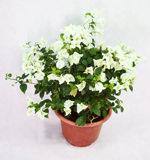 White Bougainvillea Garden Plus