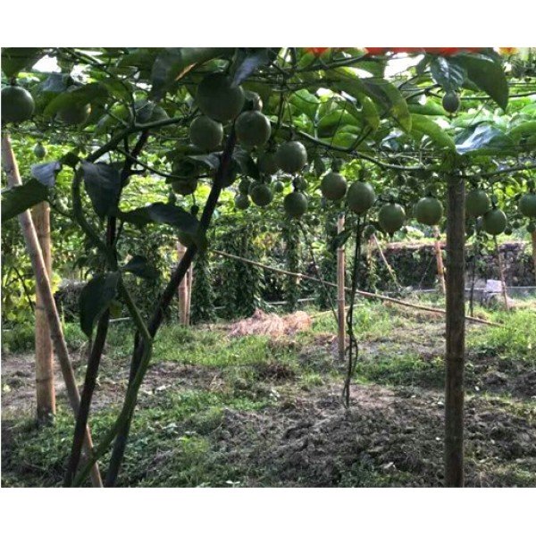 Passion fruit Garden Plus