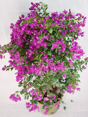 Purple Bougainvillea Garden Plus