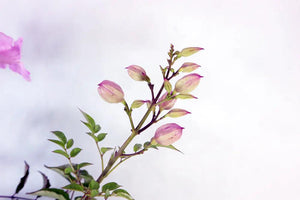 Pink Trumpet Vine Garden Plus